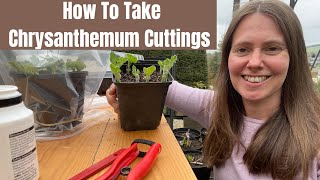 How To Take Chrysanthemum Cuttings [upl. by Euqirat]