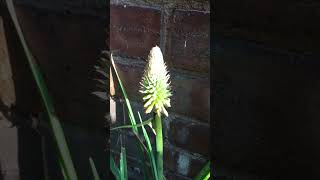 Wow Torch lily Kniphofia looking like a torch or lamp gardening short flowers plants flower [upl. by Abdu218]