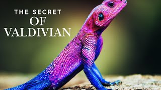 Secrets of the Valdivian Rainforest Incredible Animals You Wont Believe Exist [upl. by Lawrenson]