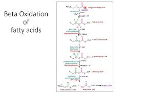 Lipids Metabolism Triglyceride FAs Cholesterol Eicosanid  Lecture 11d [upl. by Aivila922]