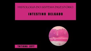 Sistema Digestorio 6  Intestino Delgado com legenda em portugues [upl. by Cila]