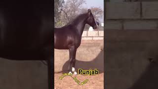 🔥Marwari Stallion  PUNJAB🌟Sire  DILBAGH RANIA BY LATE ALISHAN🌟DamJugni horselover horse [upl. by Nnaycart]