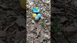 Finding colorful fish and eggs fishing fishvideo fypシ゚ ornamentalfish [upl. by Cilegna]