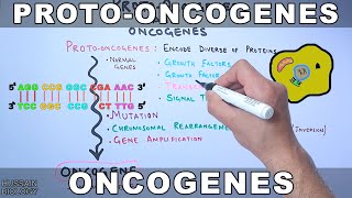 ProtoOncogenes and Oncogenes [upl. by Garvin]