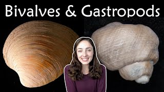 Mollusca Pt 2 Bivalves amp Gastropods Invertebrate Paleontology  GEO GIRL [upl. by Becka]