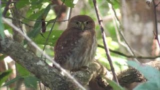 Ferruginous Pygmy Owl [upl. by Atikahc]