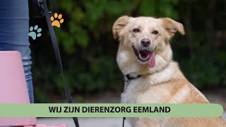 Wij zijn DierenZorg Eemland [upl. by Ennairol]