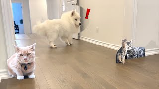 Dog vs paper cats [upl. by Adnilema44]