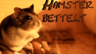 Hamster bettelt [upl. by Azne325]