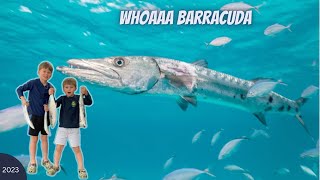 Unbelievable Barracuda Catch  Screaming Drag  Live Bait Fishing [upl. by Noseimaj415]