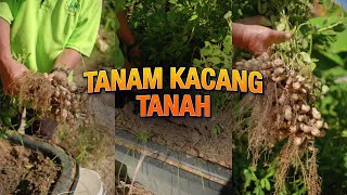 Teruja dapat tuai hasil kacang tanah  Hanani Agro Farm [upl. by Rosio]