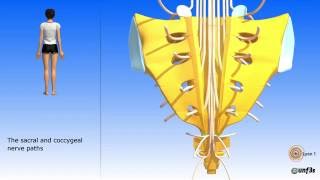 The pelvis sacrum coccyx Sacral and coccygeal nerve paths [upl. by Shulman]