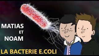 La bactérie la plus étudiée au monde Ecoli [upl. by Anerys]