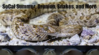 SoCal Summer Grunion Snakes and More [upl. by Pirbhai]