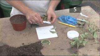 How To Propagate Semi Ripe Stem Cuttings [upl. by Mich905]