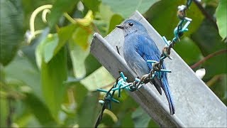 Verditer Flycatcher [upl. by Darnall]