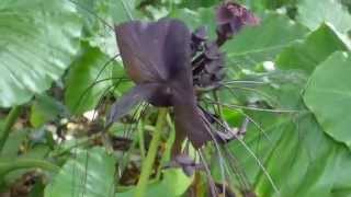 老虎鬚蝙蝠花 Tacca chantrieri Andre台北植物園 20150915 [upl. by Mook]