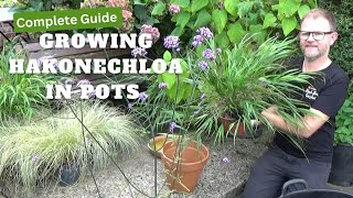 How to Grow Hakonechloa macra in Pots  Growing Guide  Perennial Ornamental Grass for Sun or Shade [upl. by Tacklind]