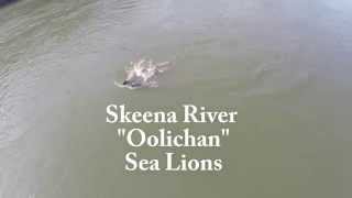 Skeena River Oolichan Sea Lions [upl. by Aisanahta126]