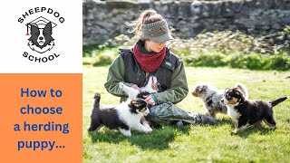 Sheepdog School  Choosing a puppy [upl. by Maillw143]