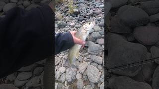 Mountain Whitefish flyfishing fishing cooking [upl. by Inalial350]