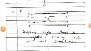 Meselson radding model of homologous recombination  Hindi  Recombination  Part 3 [upl. by Ackerley]