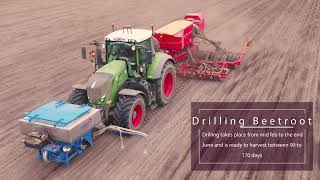 Drilling beetroot  Stan White Farms  Beetroot UK [upl. by Isabel141]