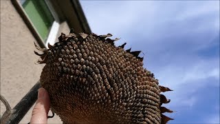 Sowing Sunflowers From Last Years Seed Heads [upl. by Tnaryb58]