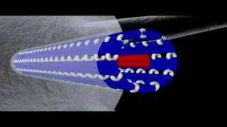 Cytoskeleton Microtubules  Cell Biology [upl. by Eibbil103]