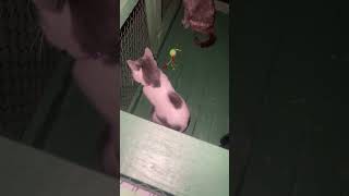 cat stray straycat Im in the window song shorts songlyrics [upl. by Supen]