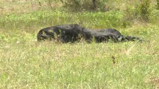 Ranchers experts believe they have an explanation for mysterious cattle deaths in Central Texas [upl. by Chadburn]