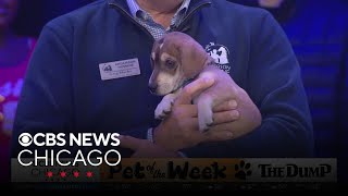 Pet Rescue Spotlight Ghost at Anderson Humane [upl. by Besse]