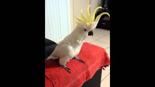 Cockatoo dancing to quotHappyquot by Pharrell Williams [upl. by Brittne]