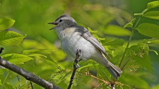 Vireo gilvus WARBLING VIREOS singing feeding 9087173 [upl. by Caitrin307]