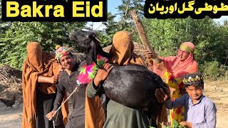 Bakra Eid Tuti Gull Ao Reyan Pashto New Funny Video 2024 by Bebe Vines Plus [upl. by Cordier]