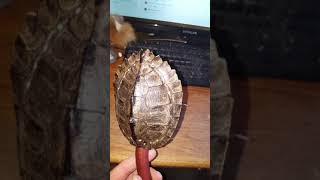 Beginning of a map turtle shell rattle [upl. by Tor]