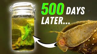 Watch this Sealed Jar Evolve over 500 DAYS [upl. by Dagley]