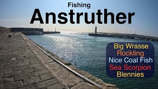 Sea Fishing Scotland  Fife  Anstruther Harbour  Multiple Species on Baits [upl. by Yhtamit328]