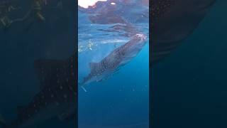 When whale shark filter water in the Ocean fishing sumbaisland sumbawaisland gopro [upl. by Sucramal]