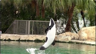 Commersons Dolphin Training Session  Aquatica Orlando  April 9 2021 [upl. by Ley869]