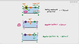 156 Action Potential Depolarization amp Repolarization Cambridge AS A Level Biology 9700 [upl. by Siusan310]