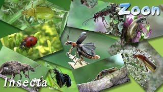 INSECTA Volume 1 [upl. by Arch]