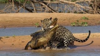 Jaguar Killing an Alligator in Brazil 2013  Jaguar Vs Crocodile  Exclusive footage [upl. by Harhay]