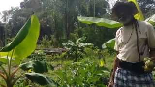 vITAL biologisch in Suriname Organic in Suriname [upl. by Akcimat]