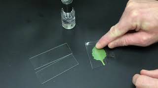 Leaf Stomata Lab [upl. by Dupin]