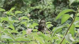 Troides Ornithoptera priamus richmondia [upl. by Anstus]