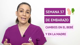 Semana 37 de embarazo 🤰 ¿Qué cambios hay en el bebé y en la madre [upl. by Feldman357]