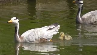 Barheaded Geese with goslings [upl. by Pietje]