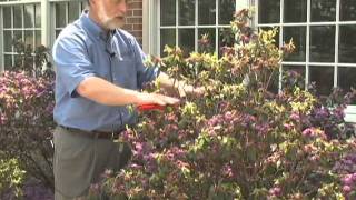 Pruning Rhododendron and Azaleas [upl. by Saduj]