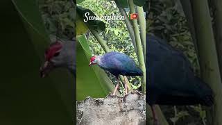 🇱🇰Swamphen and a squirrel 🐿️ 🦜 birds swamphen nature bird [upl. by Ymrots]